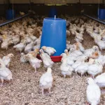 Broiler csirkék tenyészteni