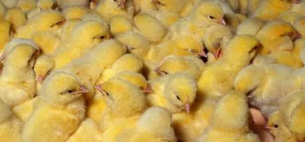 Broiler csirkék tenyészteni