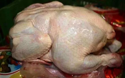 Broiler csirkék tenyészteni