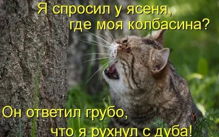 Macskák Macskák feliratok Macskák Macskák feliratok