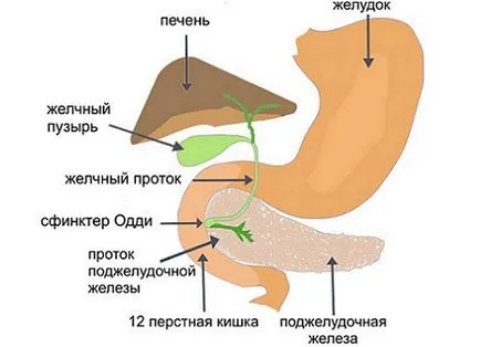 Hogyan altat hasnyálmirigy Hogyan altat hasnyálmirigy