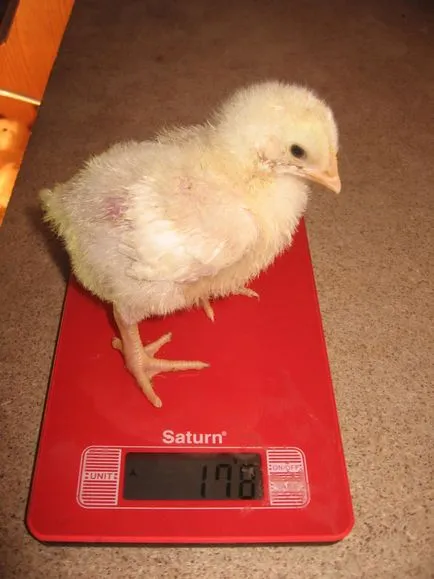 Broiler csirkék tenyészteni