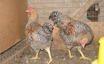 csirkék német