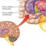 Parkinson-kór és annak kezelése Parkinson-kór és annak kezelése