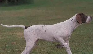 pointer kutya