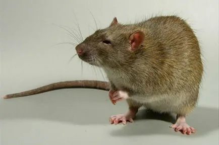 Mérgezés kutyák patkánymérget Mérgezés kutyák patkánymérget