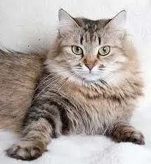 Cat mancsok magát