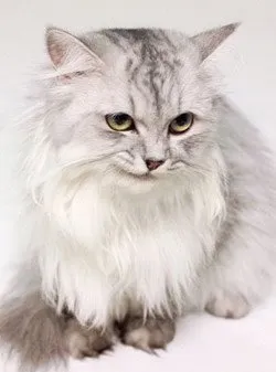 Cat mancsok magát