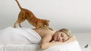 Cat mancsok magát