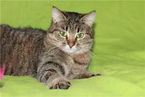Cat mancsok magát Cat mancsok magát