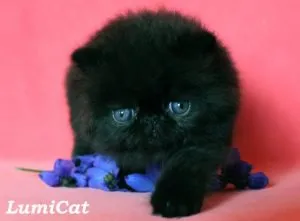 Cat mancsok magát