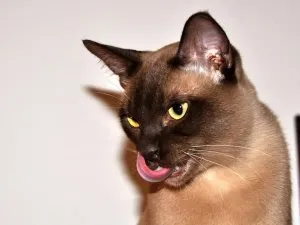 Cat mancsok magát