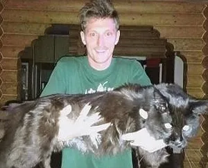 Pavel Volya és a macskáját Pavel Volya és a macskáját