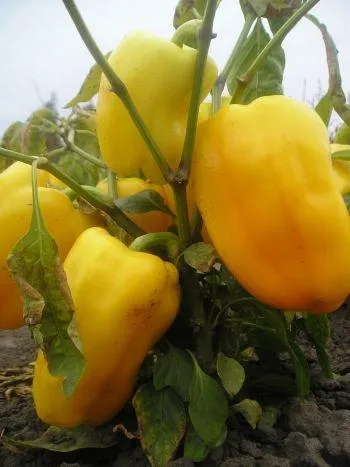 Hogyan növény paprika Hogyan növény paprika