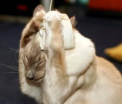 Cat séták nemcsak tálca Cat séták nemcsak tálca