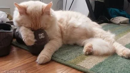 Cat séták nemcsak tálca Cat séták nemcsak tálca