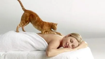 Cat mancsok magát