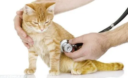 Cat séták nemcsak tálca Cat séták nemcsak tálca