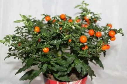Hogyan törődik egy cserepes csucsor Hogyan törődik egy cserepes csucsor