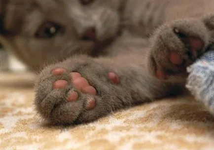 Cat mancsok magát