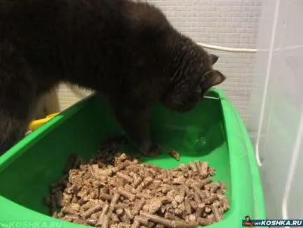 Cat séták nemcsak tálca Cat séták nemcsak tálca