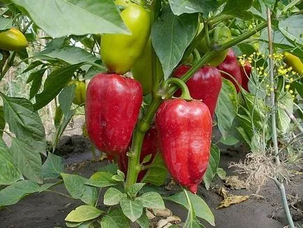 Hogyan növény paprika Hogyan növény paprika