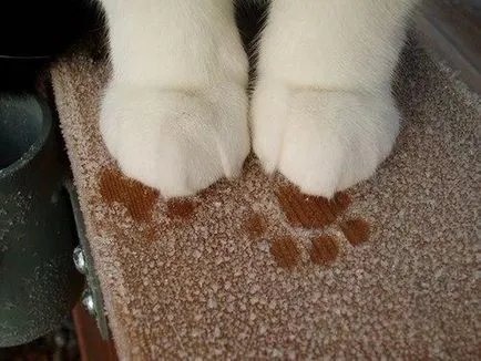 Cat mancsok magát
