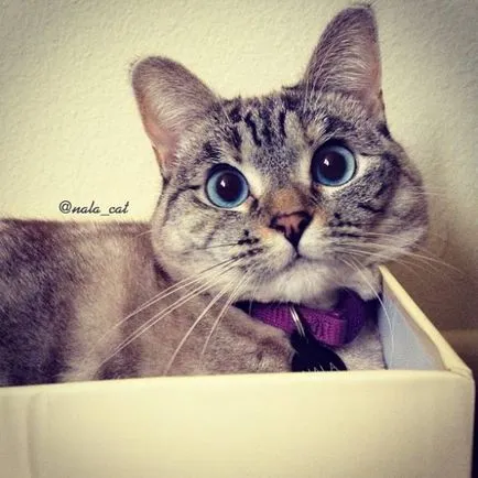 Cat mancsok magát Cat mancsok magát