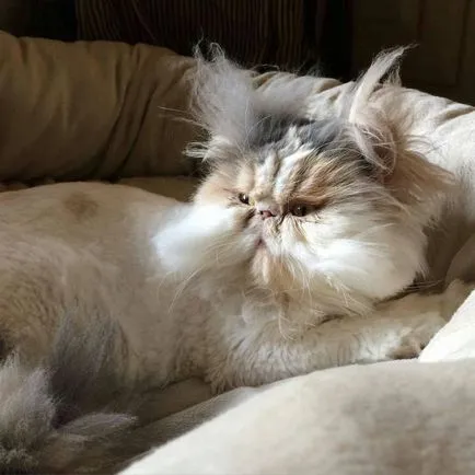 Macska fajta mopsz pofája