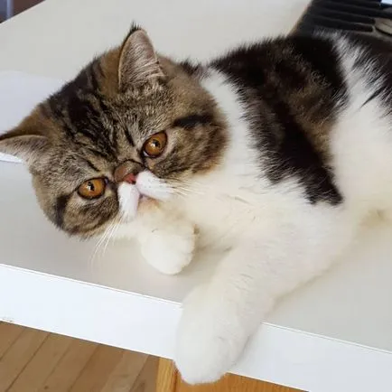 Macska fajta mopsz pofája