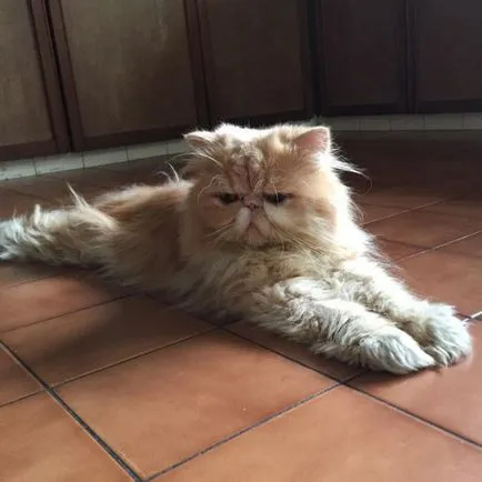 Macska fajta mopsz pofája