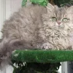 Macska fajta mopsz pofája Macska fajta mopsz pofája