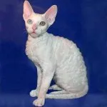 Macska fajta mopsz pofája Macska fajta mopsz pofája