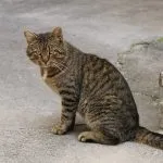 Macska fajta a levél