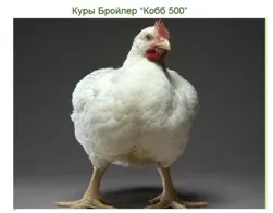 Broiler csirkék tenyészteni