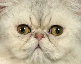 Macska fajta mopsz pofája