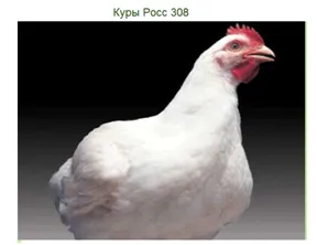 Broiler csirkék tenyészteni
