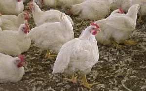 Broiler csirkék tenyészteni