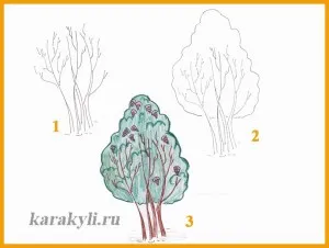 Hogyan kell felhívni a bokor ceruza