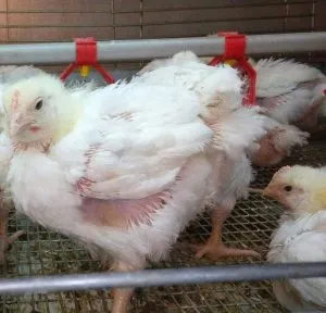 Broiler csirkék tenyészteni