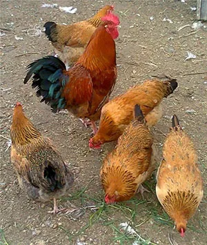 csirkék német