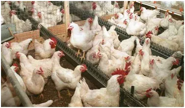 Broiler csirkék tenyészteni