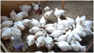 Broiler csirkék tenyészteni