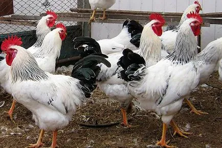csirkék német