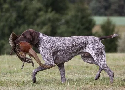 pointer kutya