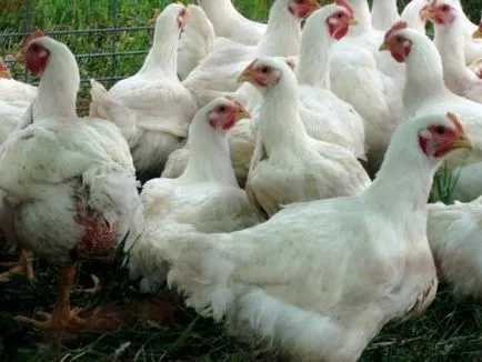 Broiler csirkék tenyészteni