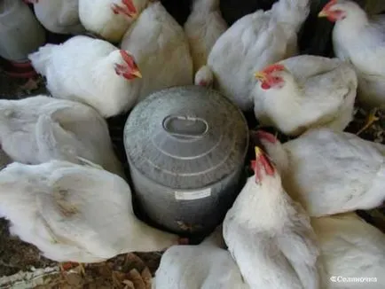 Broiler csirkék tenyészteni