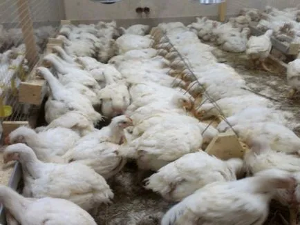 Broiler csirkék tenyészteni