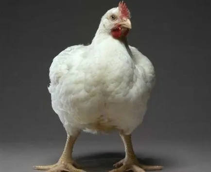 Broiler csirkék tenyészteni