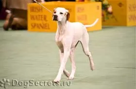 pointer kutya